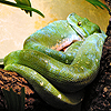 image of snake from Houston Zoo