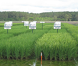 Alvin Company Produces Hybrid Rice Seed For Gulf Coast Farmers ...