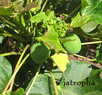 image of Jatropha plant