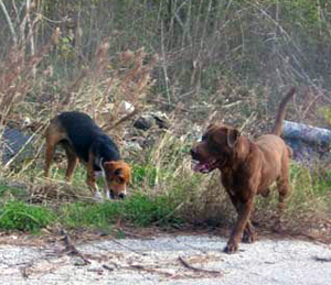 image of abandoned dogs
