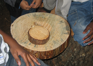 image of counting tree rings