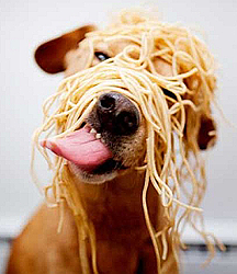 image of dog with spaghetti on him