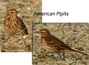 image of American Pipits