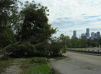 days after Hurricane Ike showing trees down on Allen pkwy 