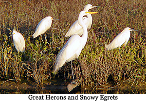 image of Great Herons & Snowy Egrets