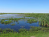 Wetlands in the Mad Island Marsh Preserve, a bird refuge that would be located a few miles from the proposed coal plant