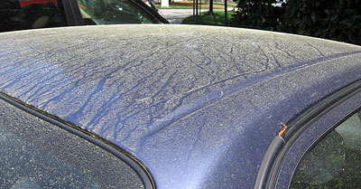 pollen-car-blue-hood-sl.jpg