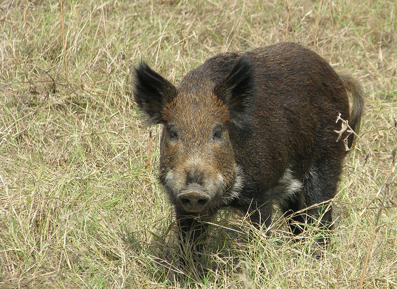Feral-hog-the-usual-suspect-HR-800px.png