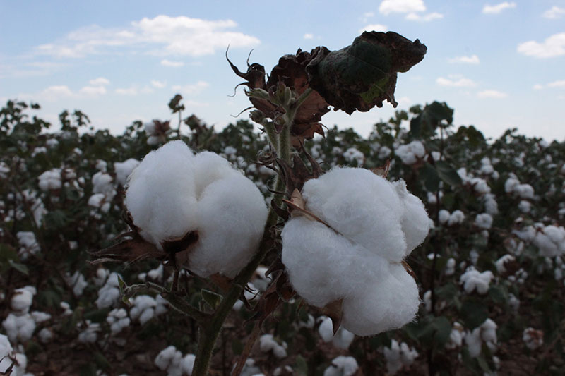 a closeup of a cotton bloom