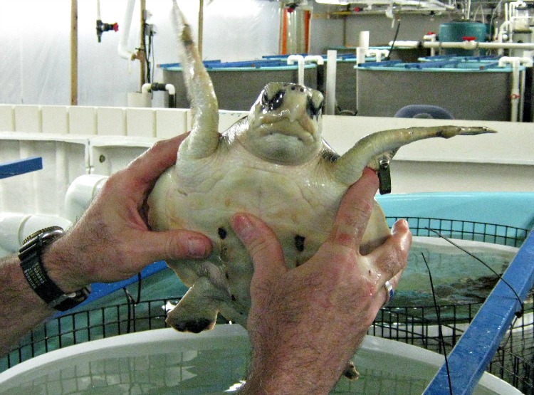 Galveston Farm Raises a Unique Crop: Endangered Sea Turtles – Houston ...
