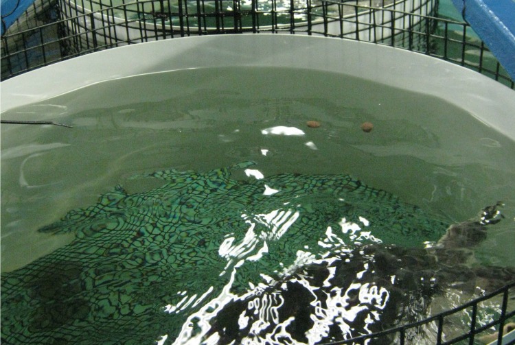 Galveston Farm Raises a Unique Crop: Endangered Sea Turtles – Houston ...