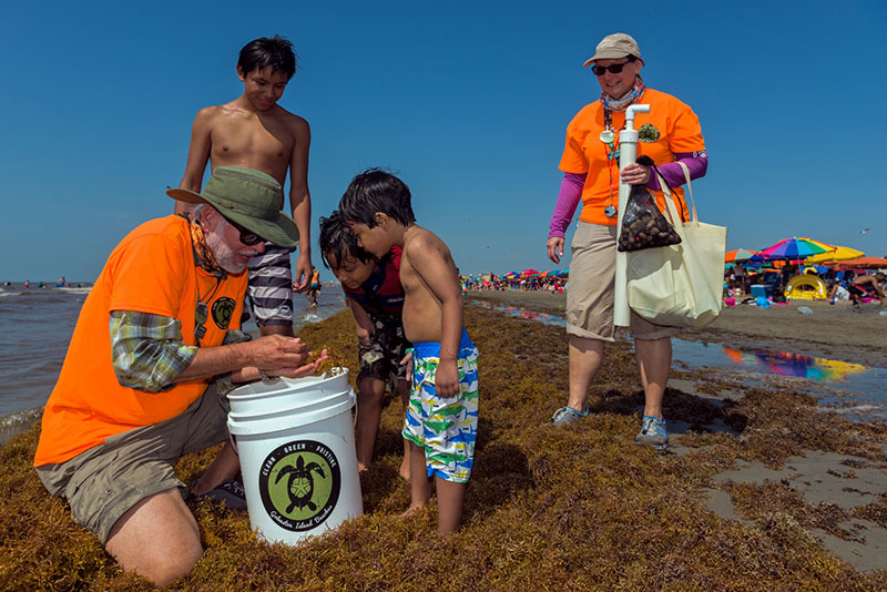 How Galveston Researchers Are Putting Seaweed To Use Houston Public Media