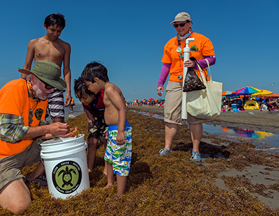 As summer approaches, more people are heading to Galveston Beach. But the warm weather also means more seaweed is washing up along the shore. Researchers are finding innovative ways to put it to use.