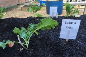 Fresh herbs and vegetables are planted in a garden bed behind the school.
