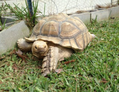 tortoise