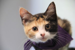 Calico kitten mugging for a close-up portrait at Houston's Bureau of Animal Regulation and Control