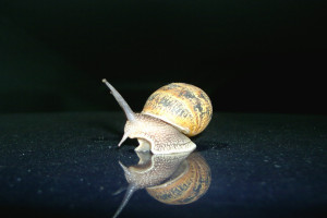 snail and mirror image of snail