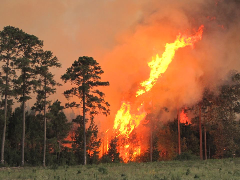 photo of a fire burning in tree scape