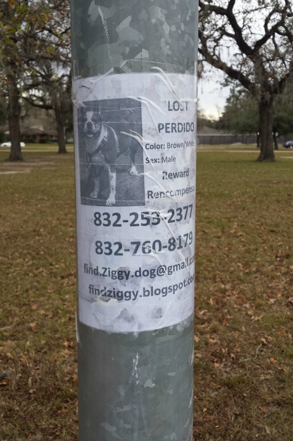 Spider monkey on loose in Southeast Houston corralled by BARC after  encounter with dog – Houston Public Media