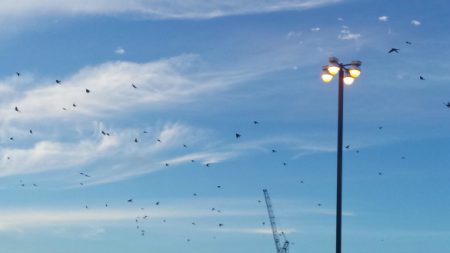 Grackles on West Gray