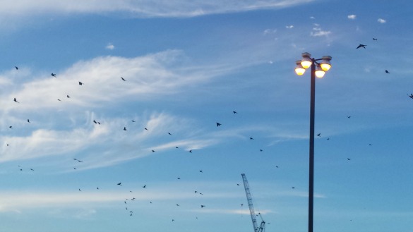 Grackles on West Gray