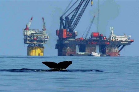 Whale fluke tail kicks up in front of oil platform