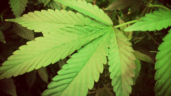 Marijuana Plant Drugs - MH - Houston Public Media.jpg