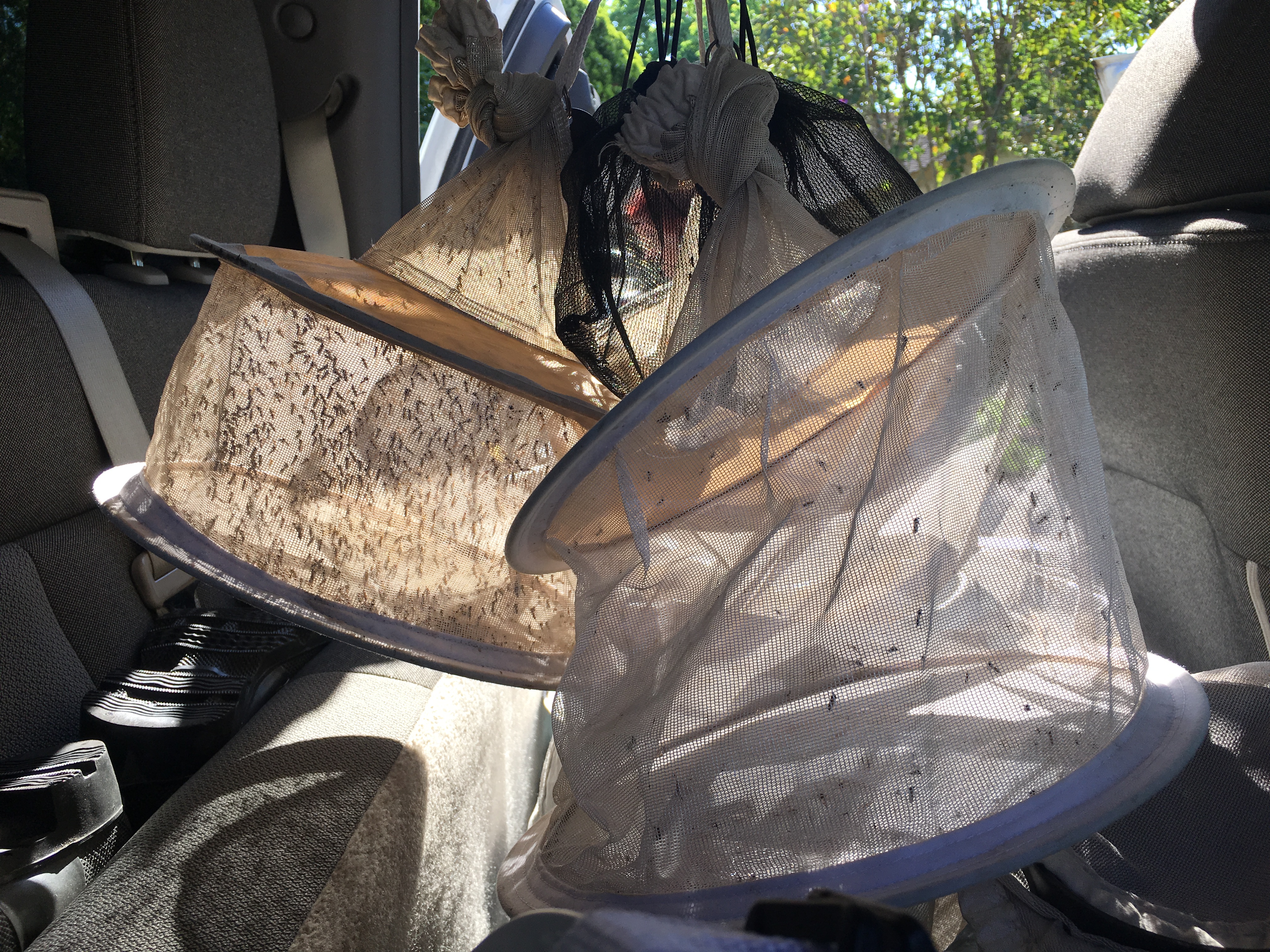Mosquito Hunters Set Traps Across Harris County, Searching for