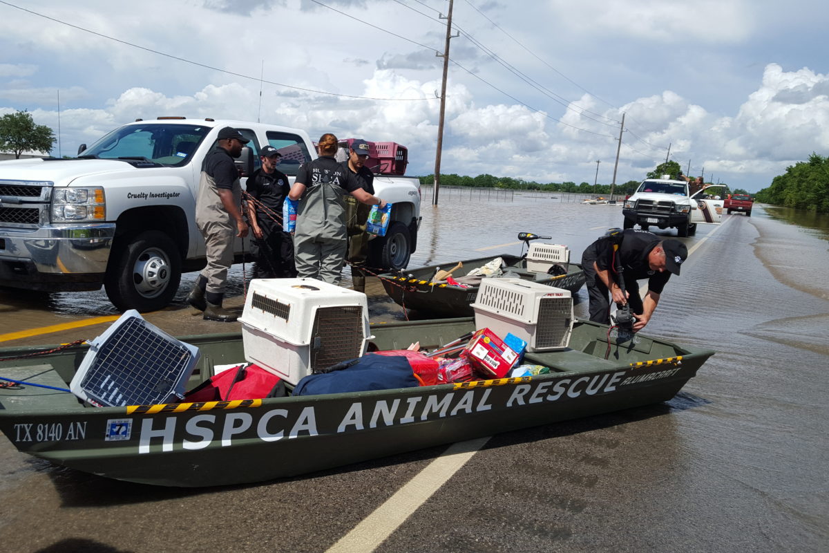 Spca Rescue Operations Houston SPCA Rescues Animals From Floodwaters – Houston Public Media