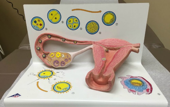 A model explains female reproductive anatomy in the office of Dr. Bernard Rosenfeld, a Houston ob-gyn. (Photo: Carrie Feibel, Houston Public Media)