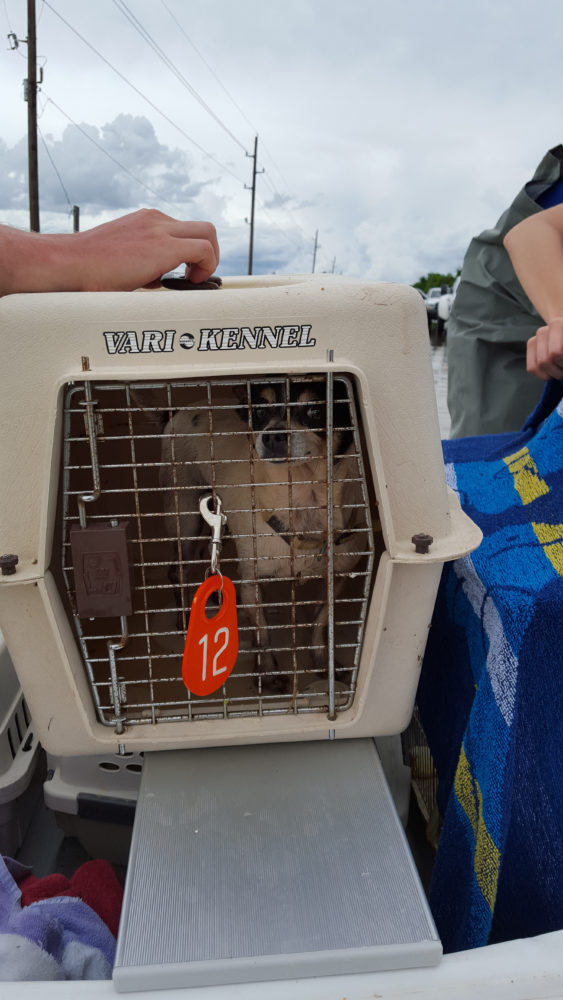 The Houston SPCA rescued this small dog was in floodwaters on top of a bbq pit. 