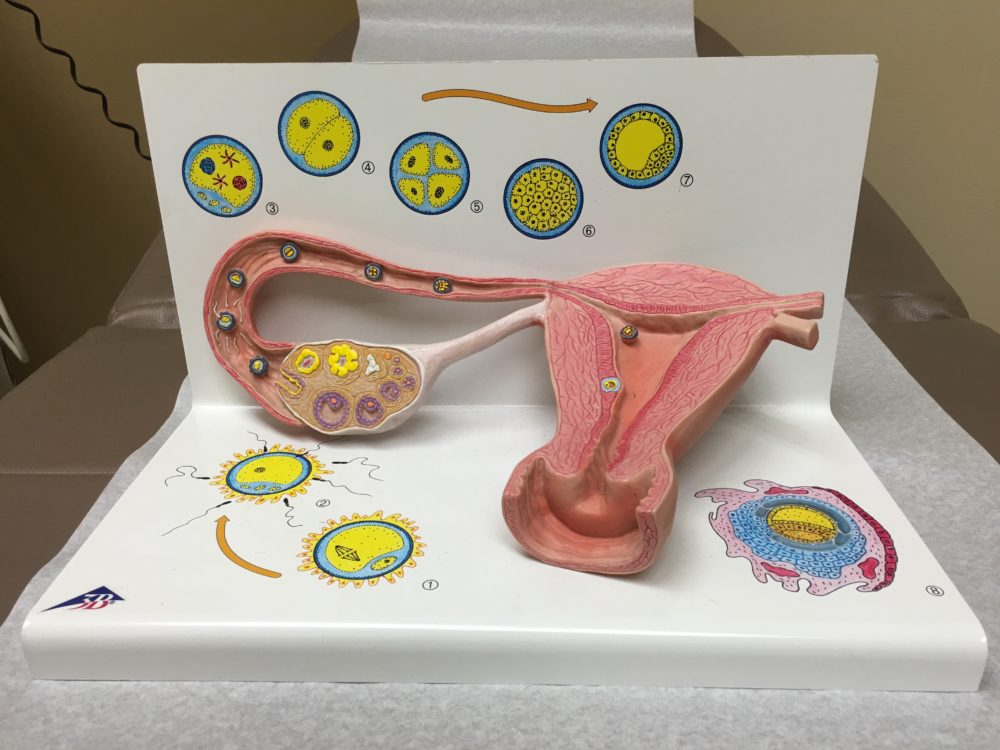 model of a uterus