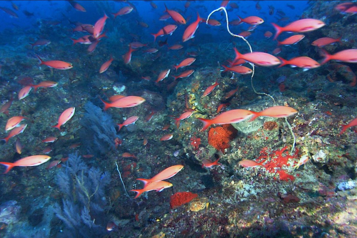 Creolefish schooling around black corals and gorgonians in deepwater habitat
