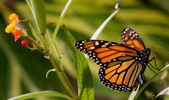  By some estimates, the migrating population of monarch butterflies has dropped by as much as 90 percent over the last two decades. (Image Courtesy of Texan by Nature)