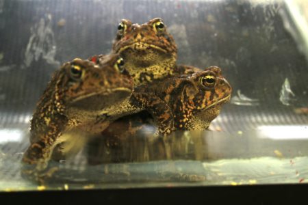 Its Habitat Disappearing, Scramble Is On To Save The Houston Toad ...