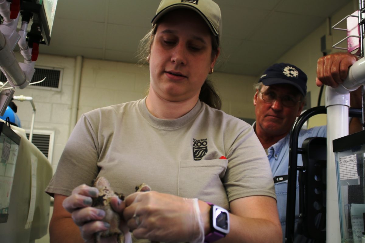 Its Habitat Disappearing, Scramble Is On To Save The Houston Toad ...