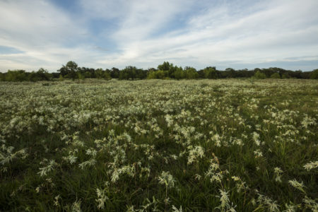 A big petroleum company in Houston is giving millions of dollars to save some of our area’s most valuable untouched land.
