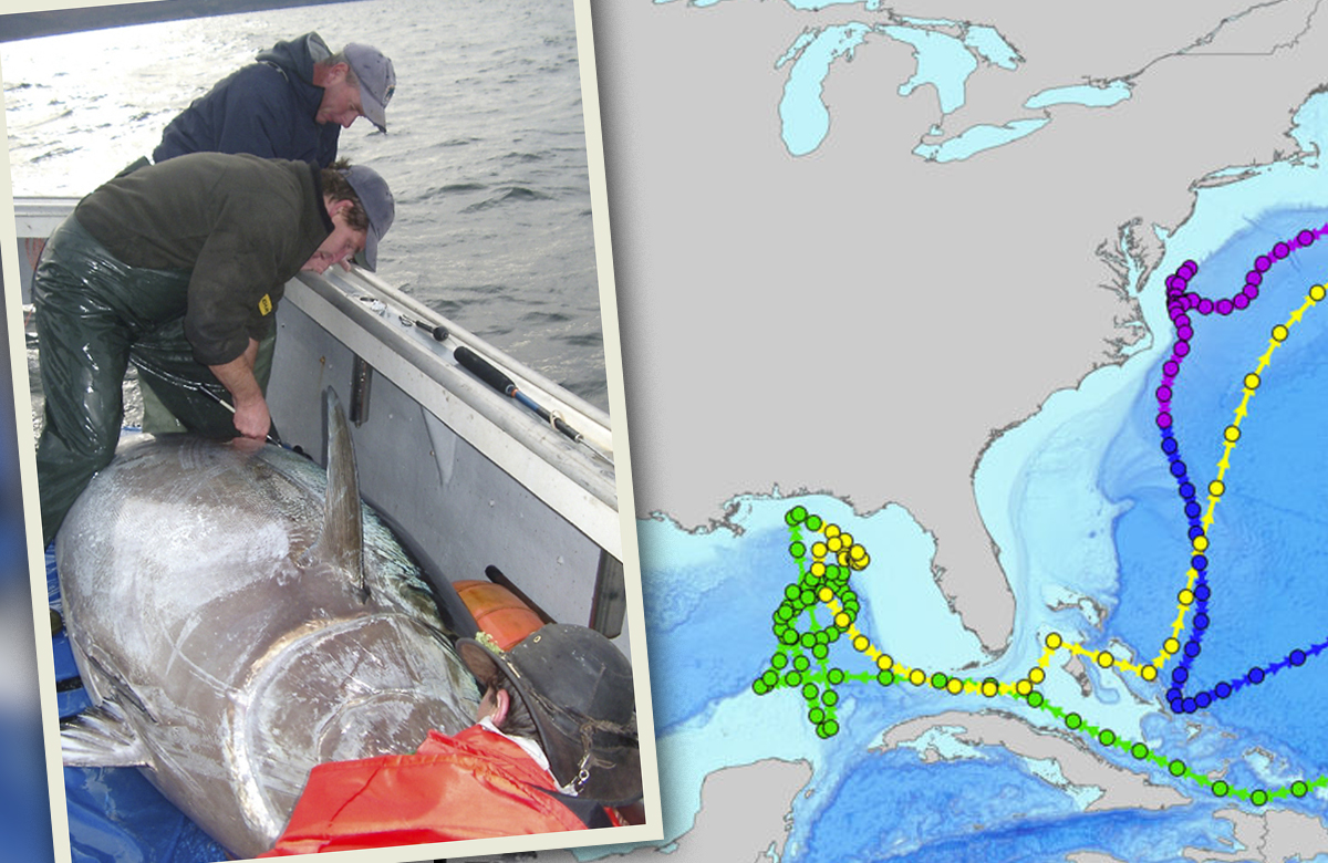 Bluefin Tuna - Gulf of Mexico - Courtesy NOAA and Stanford