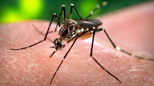 An image of a Zika virus mosquito.