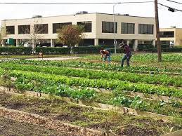 Plant It Forward Farms is a Houston based non-profit that aims to employ refugees through an urban farmer program that teaches refugees how to make a living wage from farming an acre of land.