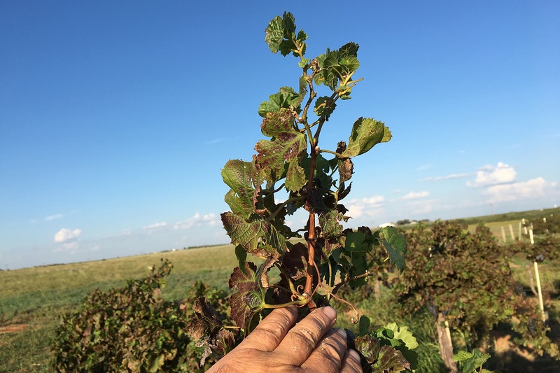 Texas Winegrowers Fear New Herbicides Will Wipe Out Industry