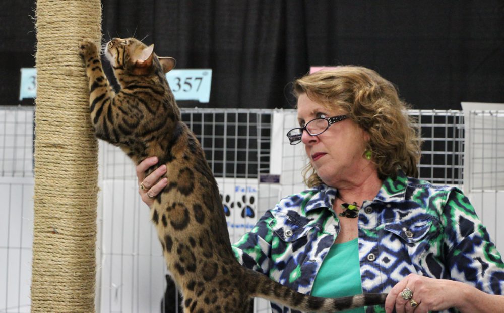 Who Needs the Puppy Bowl? Take a Trip to the Cat Show Houston Public