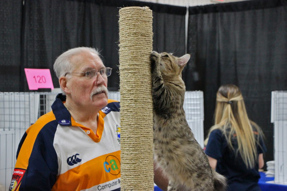 Who Needs the Puppy Bowl? Take a Trip to the Cat Show Houston Public