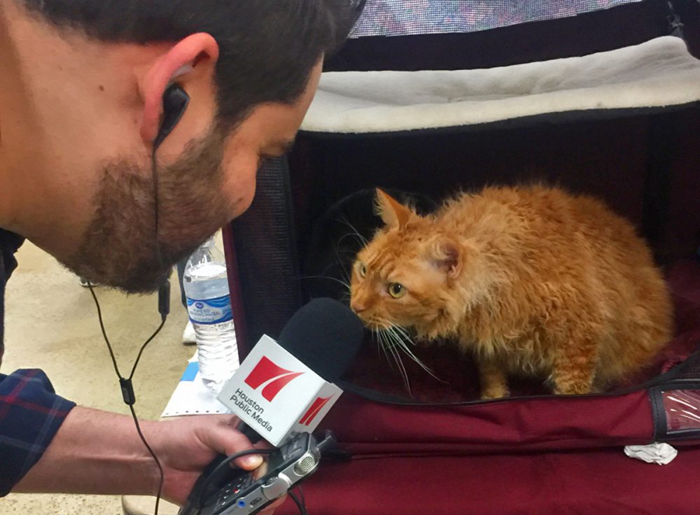 Who Needs the Puppy Bowl? Take a Trip to the Cat Show Houston Public