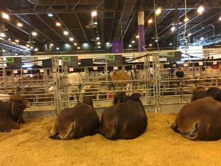 Cattle at rodeo