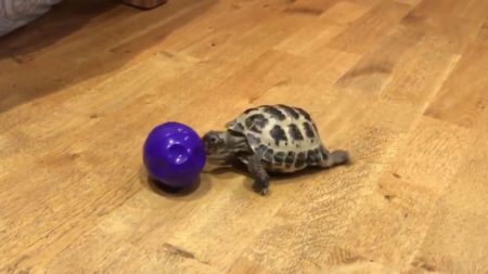 The zeal with which Bubba pursues a purple ball has won the tortoise fans. Paul Milham's video of the reptile has been seen tens of millions of times.