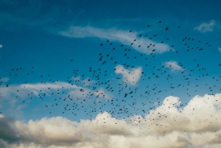 Birds