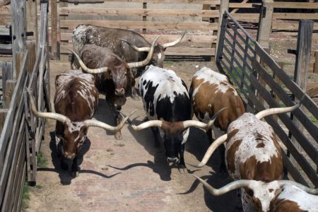 Longhorns in Fort Worth, Texas