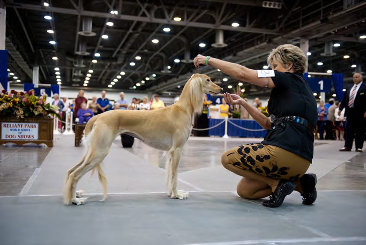 are dogs allowed at the houston dogshow