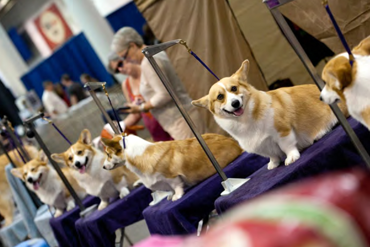 Corgi dog best sale show 2018